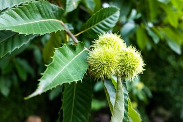 Chestnuts maturing during the summer to be harvested in the fall.