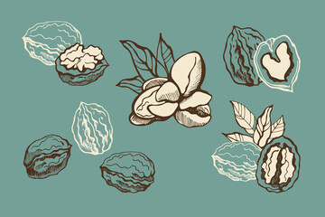Set with walnuts and leaves on a turquoise background.  Hand drawn vector illustration.