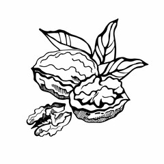 Set of walnuts and leaves on white background. Hand drawn vector illustration.