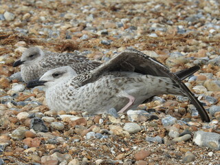 Two brown and white seagulls on a pebble beach