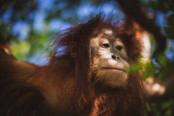 Cutest baby orangutan hangs in a tree in zoo
