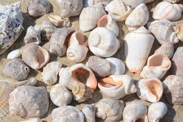 Many beautiful sea shells on sand, closeup