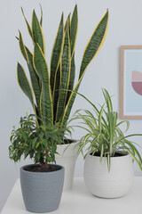 Different beautiful house plants on white table