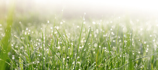 Closeup view of green grass with dew on sunny day, bokeh effect. Banner design