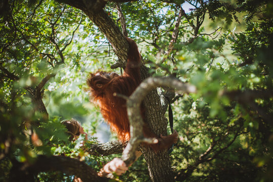 Cutest baby orangutan hangs in a tree in zoo