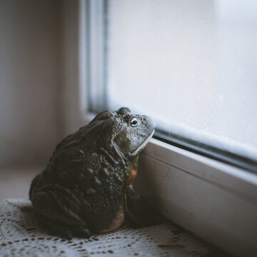 The African bullfrog, adult male sitting in front of window