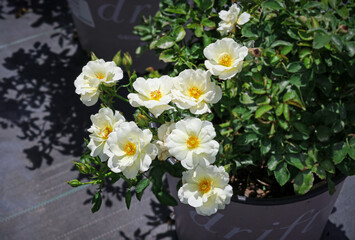 Popcorn Drift Rose Blooms