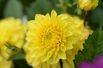 Flower yellow chrysanthemum close up macro
, Isolated. Chrysanthemum Flowers.F lower background, bud .Wallpaper sample.