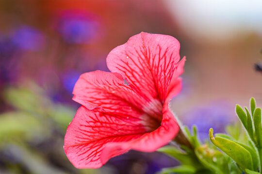 Petunia flowers, red flower, pink flowers , violet and Petunia is genus of 20 species
