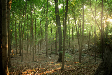 green forest in the afternoon