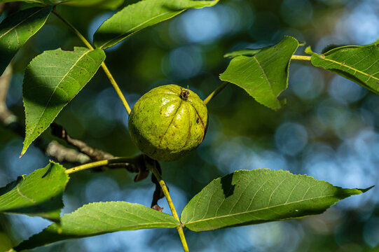 Shagbark Hickory nut on a tree branch