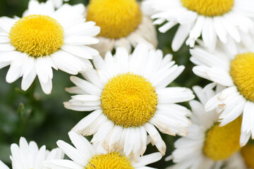 Meadow daisy, daisy field Asteraceae, Bellis 