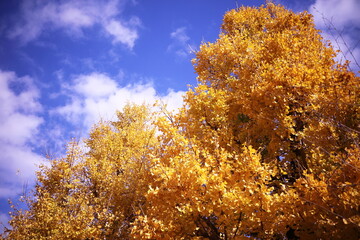Fototapeta premium 大きなイチョウの木と青空
