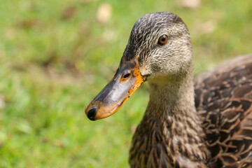 Closeup of female mallard duck on the shore of a pond.