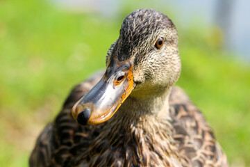 Closeup of female mallard duck on the shore of a pond.