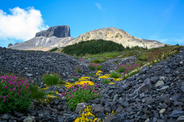 Wildflowers in bloom at the base of The Black Tusk in Garibaldi Provincial Park in British...