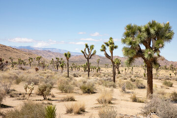 joshua tree national park