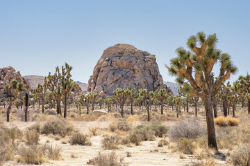 joshua tree national park