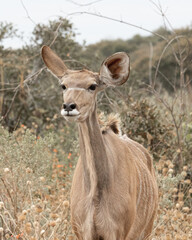Animals to spot on a game drive