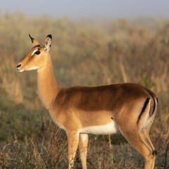 Animals to spot on a game drive
