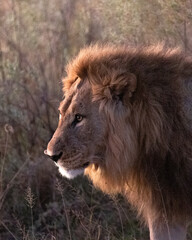 Animals to spot on a game drive