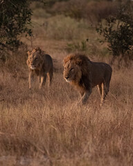 Lions