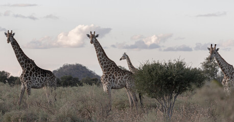 Obraz premium Animals to spot on a game drive