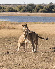 Lionesses