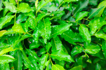 Beautiful Green Leaves after Rain in Closeup