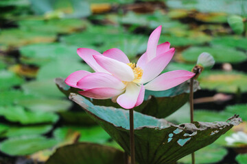 A Beautiful Lotus Flower Blooming in the Pond (Flower Photography)