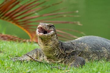 The striped monitor lizard, or water monitor, (Varanus salvator) is a very large lizard belonging to the genus of monitor lizards. The head of the striped monitor lizard is long and flattened.
