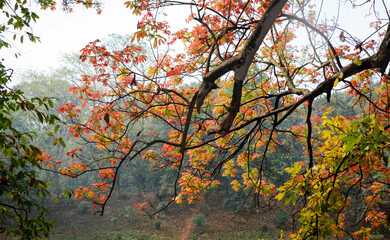 Trees with Colorful Leafs in the Botanical Garden, Dhaka, Bangladesh