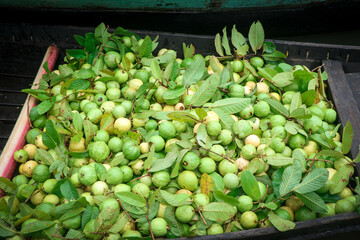 Green and Yellow Guava Fruit in the Floating Market