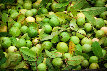 Green and Yellow Guava Fruit in the Market