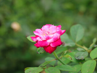 A Beautiful Fragrant Red Rose  in the Garden