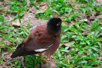 A Beautiful Myna Bird from the Starling Family - One of the most Intelligent Birds in the World