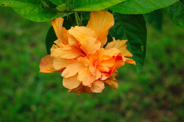 A Gorgeous Orange Hibiscus Flower Bloomed in the Garden