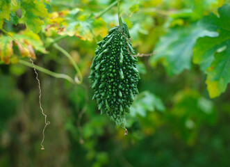 A Green Bitter Melon in the Vegetable Garden - Healthy Food