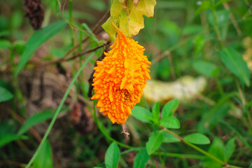 A Ripe Orage Colored Bitter Gourd in the Vegetable Garden - Healthy Food