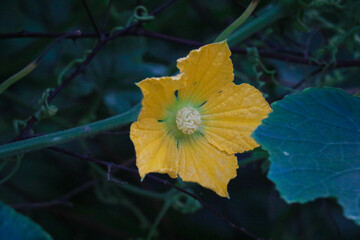 Yellow Ash Gourd Flower in the Vegetable Garden