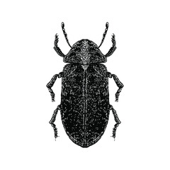 Deathwatch Beetle hand drawing vector illustration isolated on background