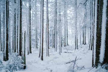 Bäume im Wald im Winter