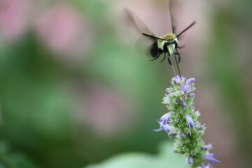 fly on flower