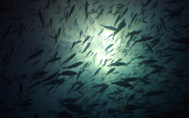 Fototapeta na wymiar school of fish in the pacific ocean