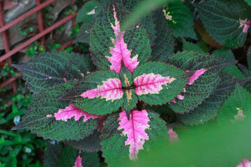 Beautiful Coleus Plant with Colorful texture in the Forest