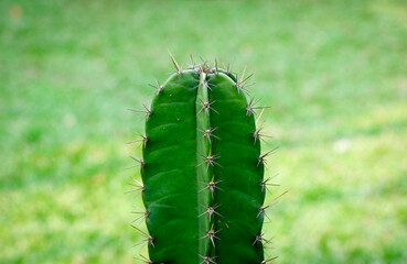 Cactus with Sharp Thorns