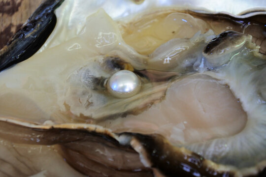 Australian South Sea pearl inside an oyster