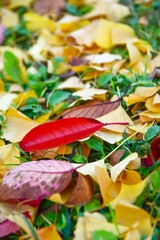 紅葉の落ち葉のイメージ写真