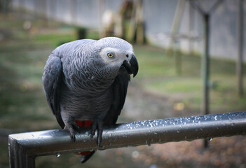 A Beautiful African Grey Parrot with a Red Tail in a Rainy Day