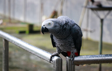 A Beautiful African Grey Parrot with a Red Tail in a Rainy Day - Bird's Wildlife